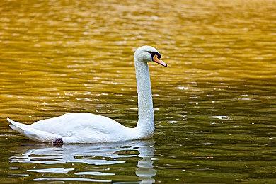 《发条水瓶座》将于今年夏季推出Xbox One＆PC版