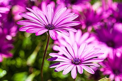 爆料人驳斥《生化危机5：重制版》因歧视而遭叫停传言